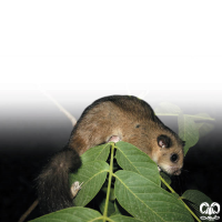 گونه سنجابک جنگلی Fat Dormouse